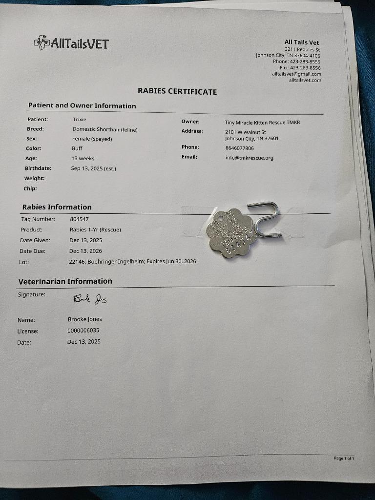 Trixie, a Adoptable mixed breed in Johnson City, TN image 1/5