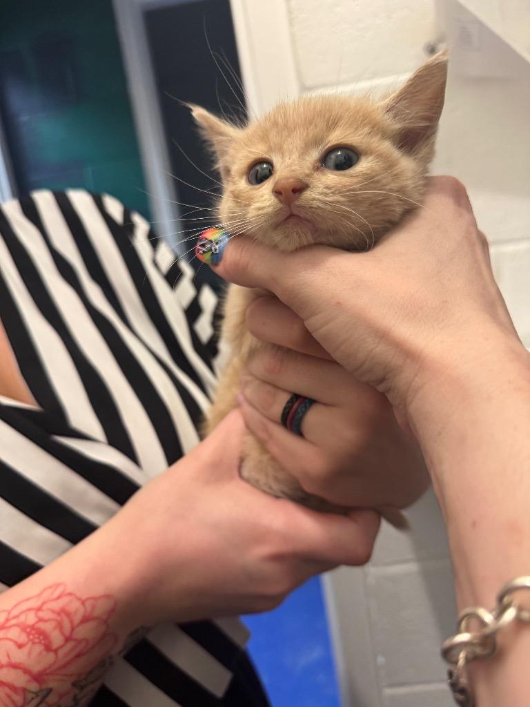 Trixie, a Adoptable mixed breed in Johnson City, TN image 2/5