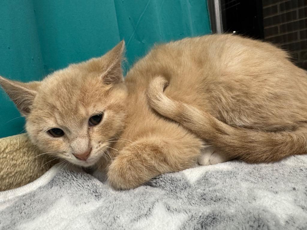 Trixie, a Adoptable mixed breed in Johnson City, TN image 4/5