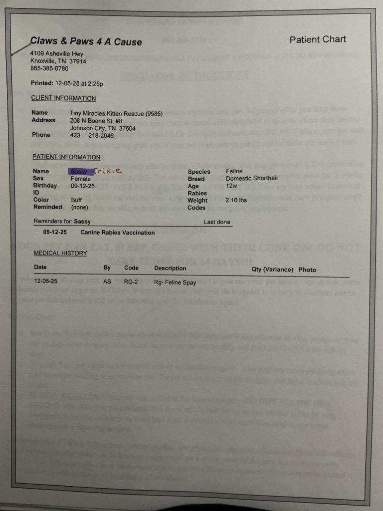 Trixie, a Adoptable mixed breed in Johnson City, TN image 5/5