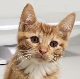 Squid, Adoptable, Kitten Male Domestic Short Hair.