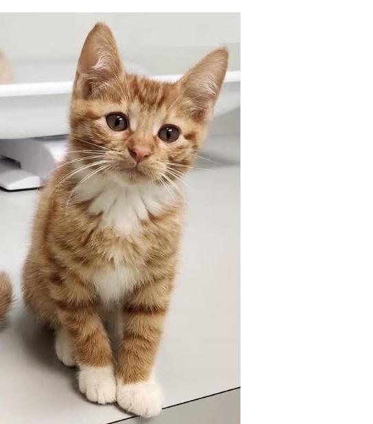 Enlarge Squid, a Adoptable Domestic Short Hair in Lafayette, LA image 2/6