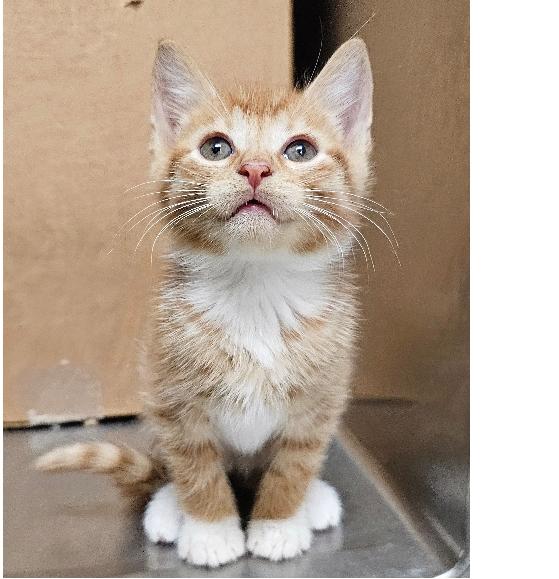 Enlarge Squid, a Adoptable Domestic Short Hair in Lafayette, LA image 3/6