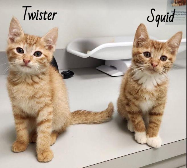 Enlarge Squid, a Adoptable Domestic Short Hair in Lafayette, LA image 5/6