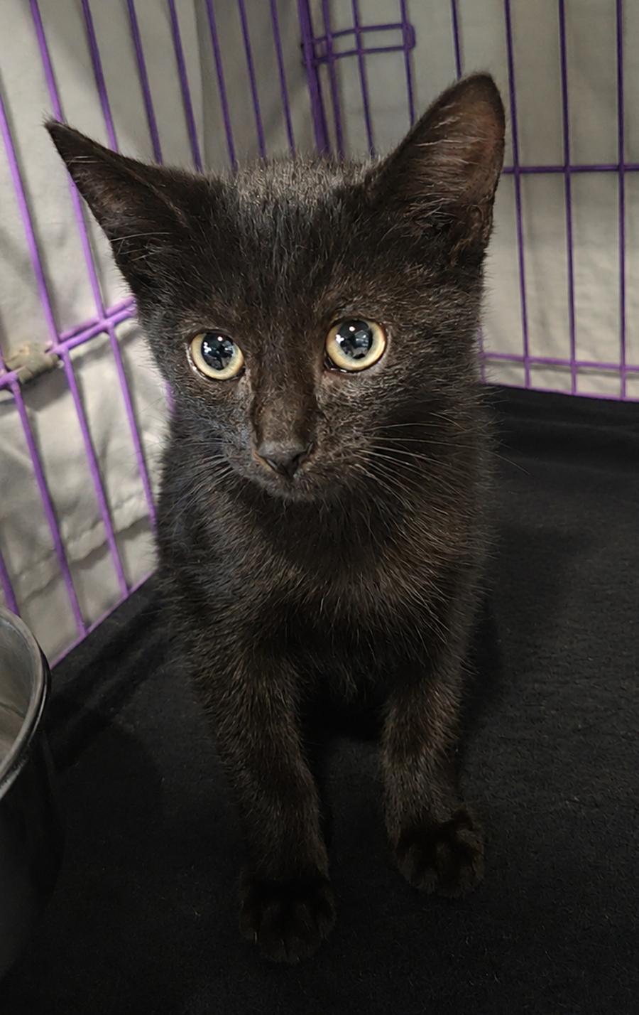 Kitten Hood, Adoptable, Kitten Female Domestic Short Hair.