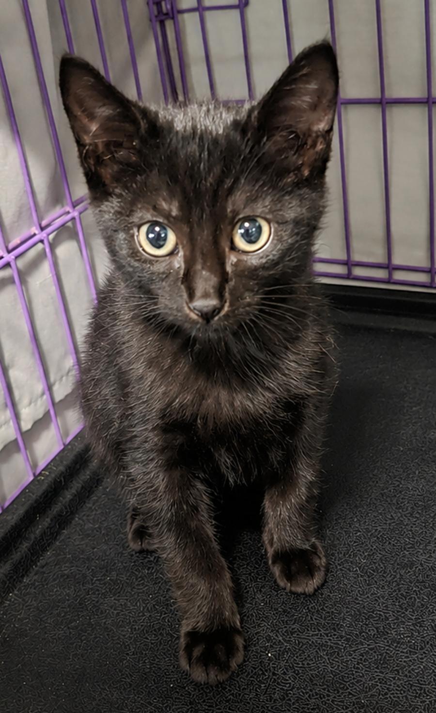 Enlarge Kitten Hood, a Adoptable Domestic Short Hair in Cuyahoga Falls, OH image 2/3