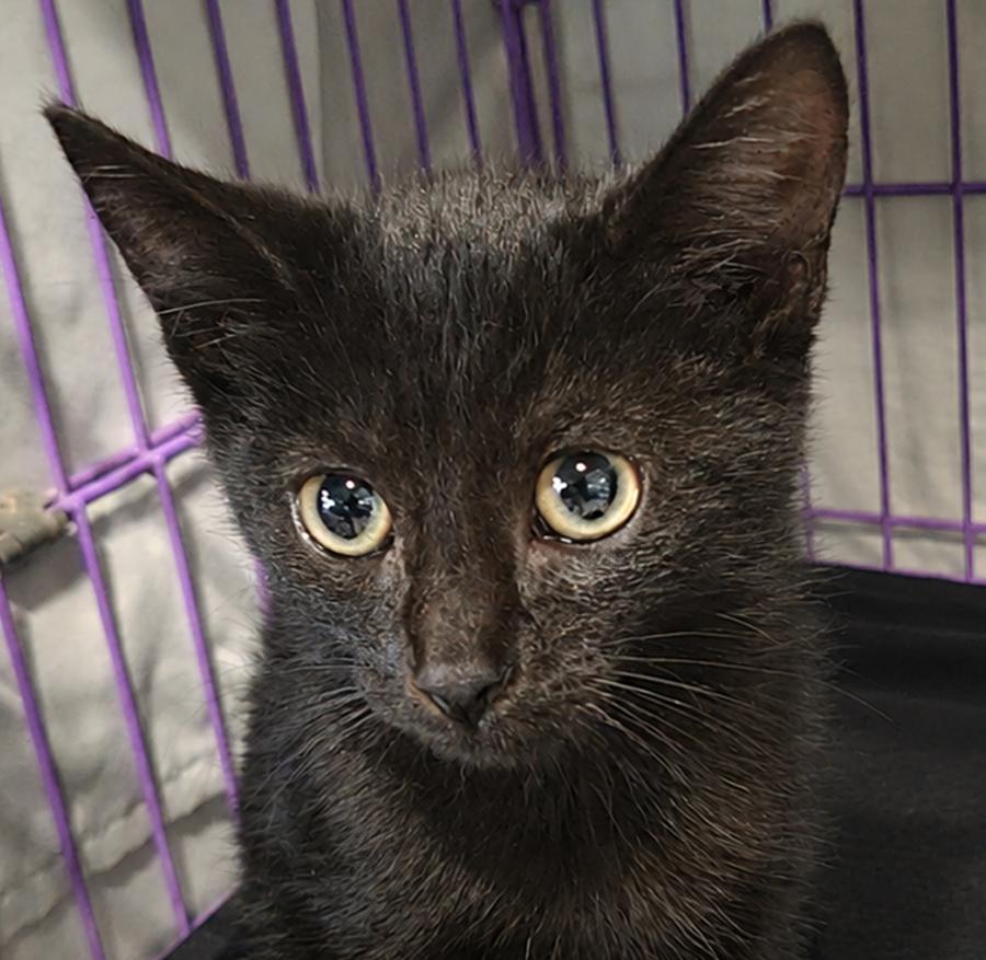 Enlarge Kitten Hood, a Adoptable Domestic Short Hair in Cuyahoga Falls, OH image 3/3