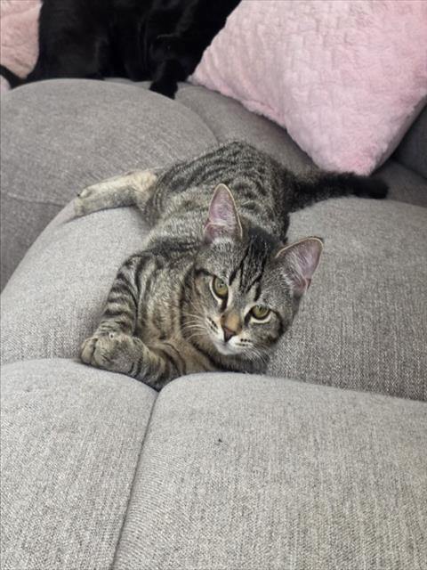 PEPPERMINT MATCHA LATTE, Adoptable, Young Female Domestic Short Hair.