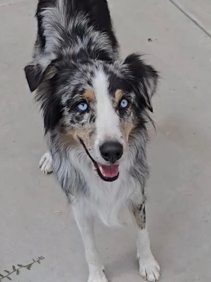 Moxie, a ADOPTABLE Australian Shepherd in Clinton, UT image 3/3