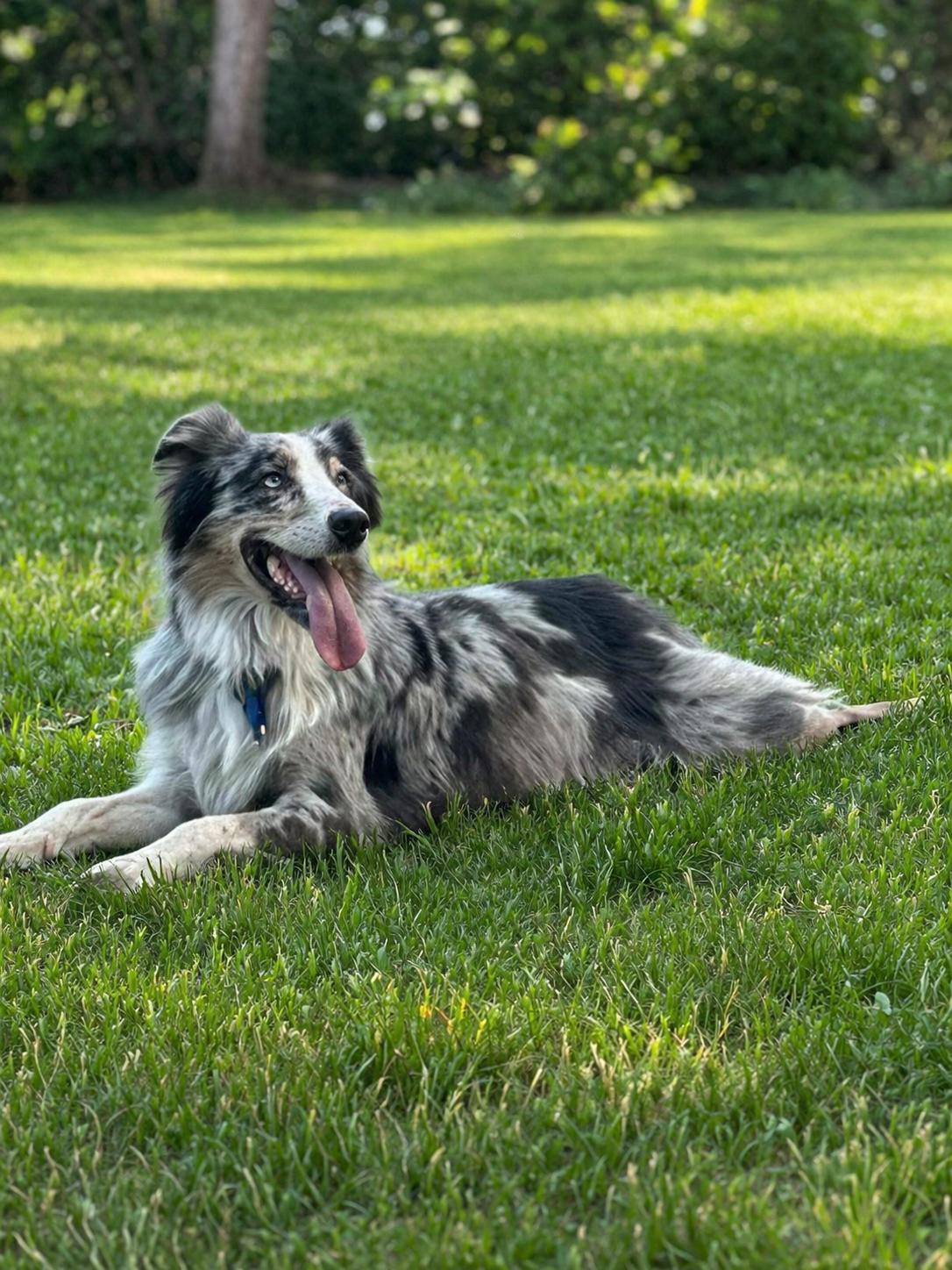 Moxie, a ADOPTABLE Australian Shepherd in Clinton, UT image 1/3