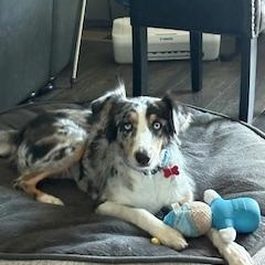 Moxie, a ADOPTABLE Australian Shepherd in Clinton, UT image 2/3