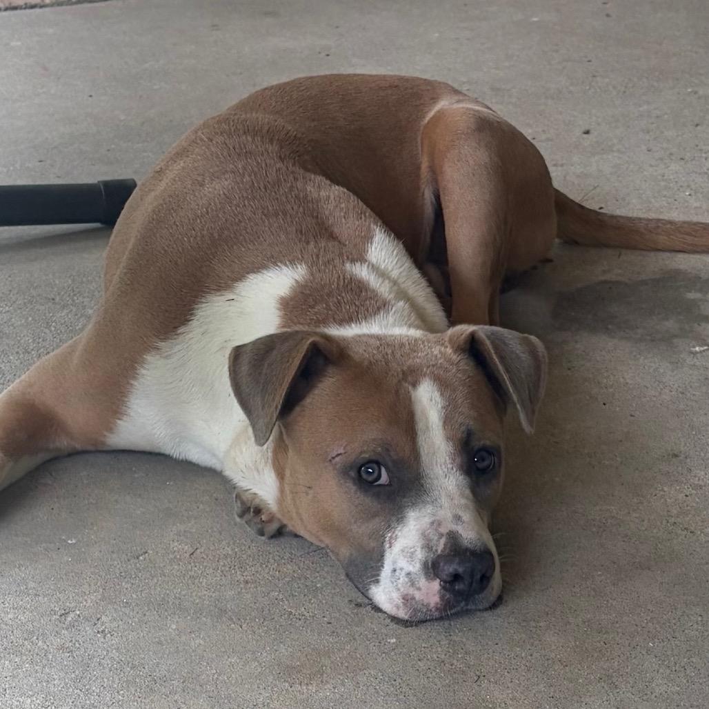 Fred, Adoptable, Young Male Pit Bull Terrier.