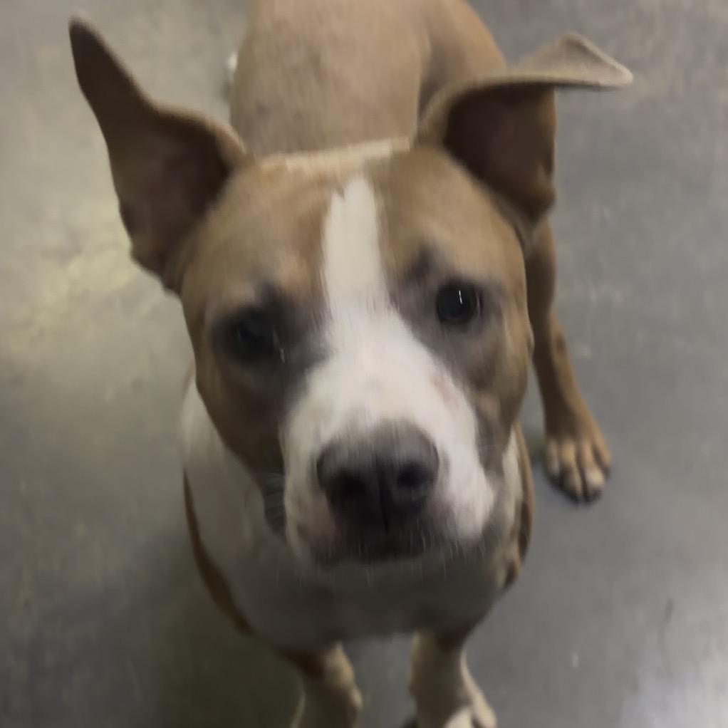 Enlarge Fred, a Adoptable Pit Bull Terrier in Mocksville, NC image 2/6