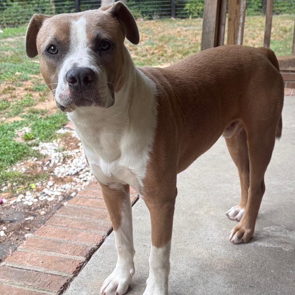 Enlarge Fred, a Adoptable Pit Bull Terrier in Mocksville, NC image 3/6