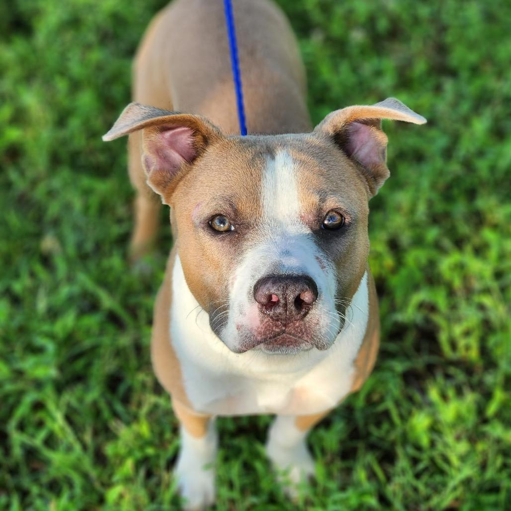 Enlarge Fred, a Adoptable Pit Bull Terrier in Mocksville, NC image 4/6