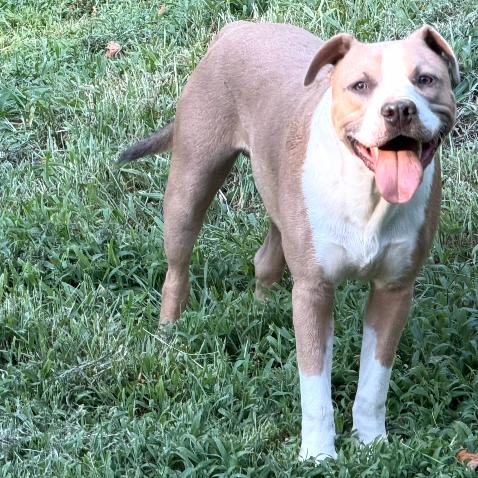 Enlarge Fred, a Adoptable Pit Bull Terrier in Mocksville, NC image 5/6