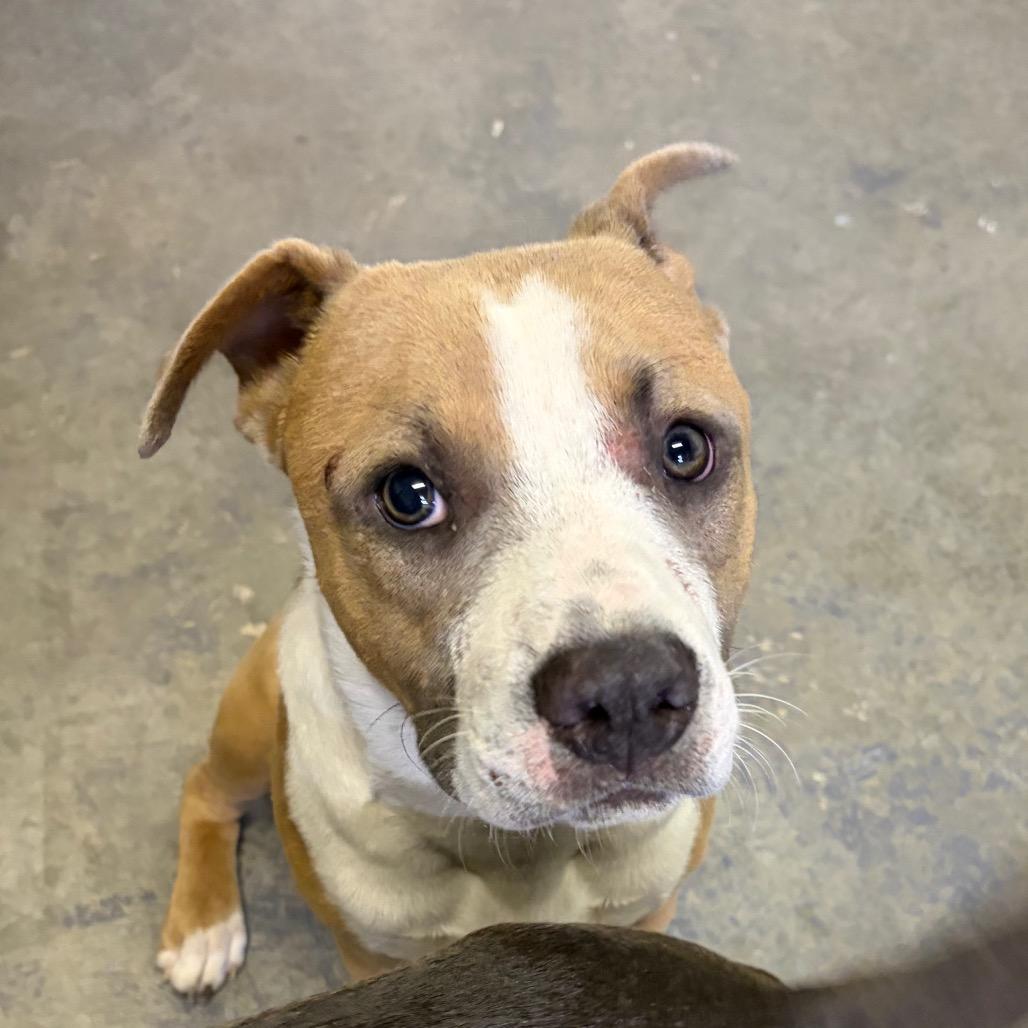 Enlarge Fred, a Adoptable Pit Bull Terrier in Mocksville, NC image 6/6