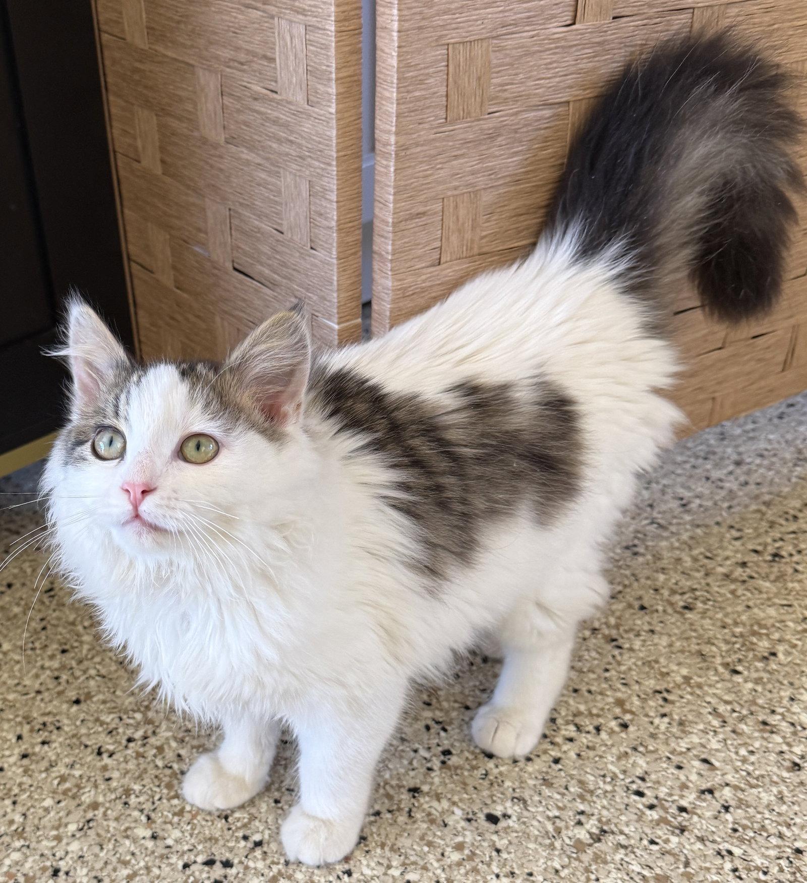 Enlarge Winnie - Wonderfully Fluffy - CCC, a Adopted Domestic Long Hair in San Luis Obispo, CA image 1/1