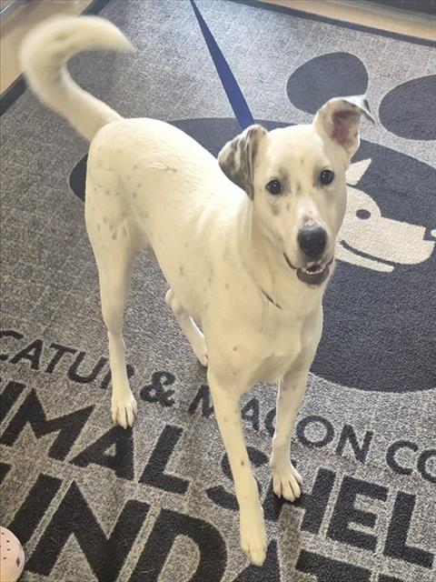 Enlarge MR. POTATOHEAD, a Adoptable mixed breed in Decatur, IL image 1/1