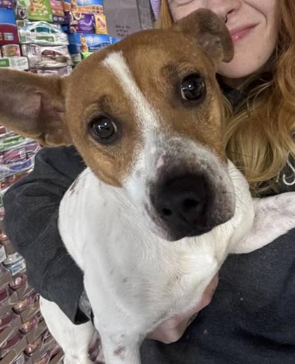 Isaiah, Adoptable, Puppy Male Parson Russell Terrier & Mixed Breed.