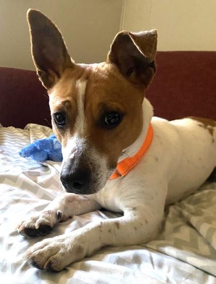 Isaiah, a Adoptable mixed breed in Hobart, IN image 2/3