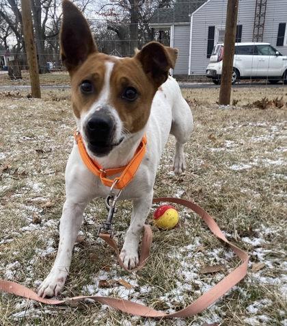 Enlarge Isaiah, a Adoptable mixed breed in Hobart, IN image 2/3