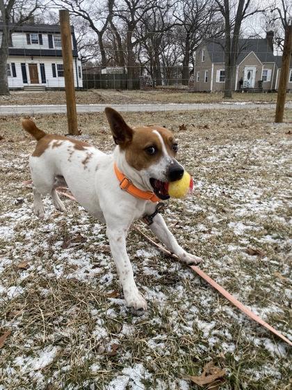 Enlarge Isaiah, a Adoptable mixed breed in Hobart, IN image 3/3
