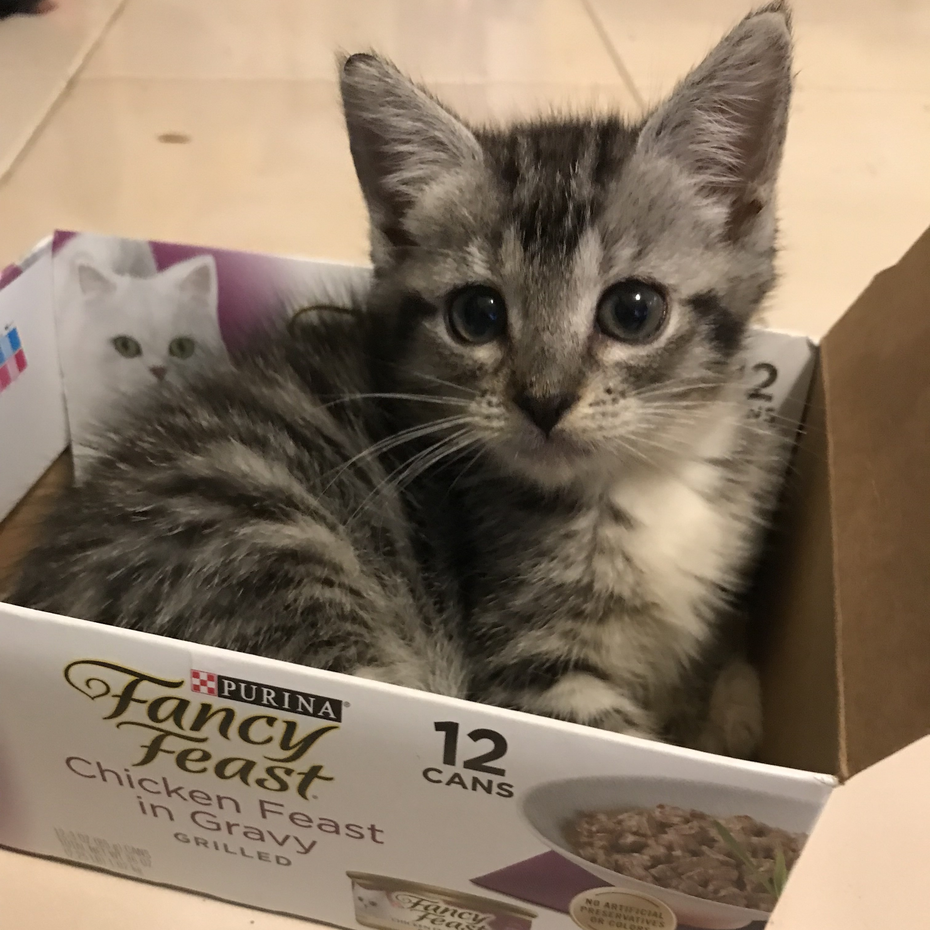 Cat for adoption Curly the girl, a Domestic Short Hair in North