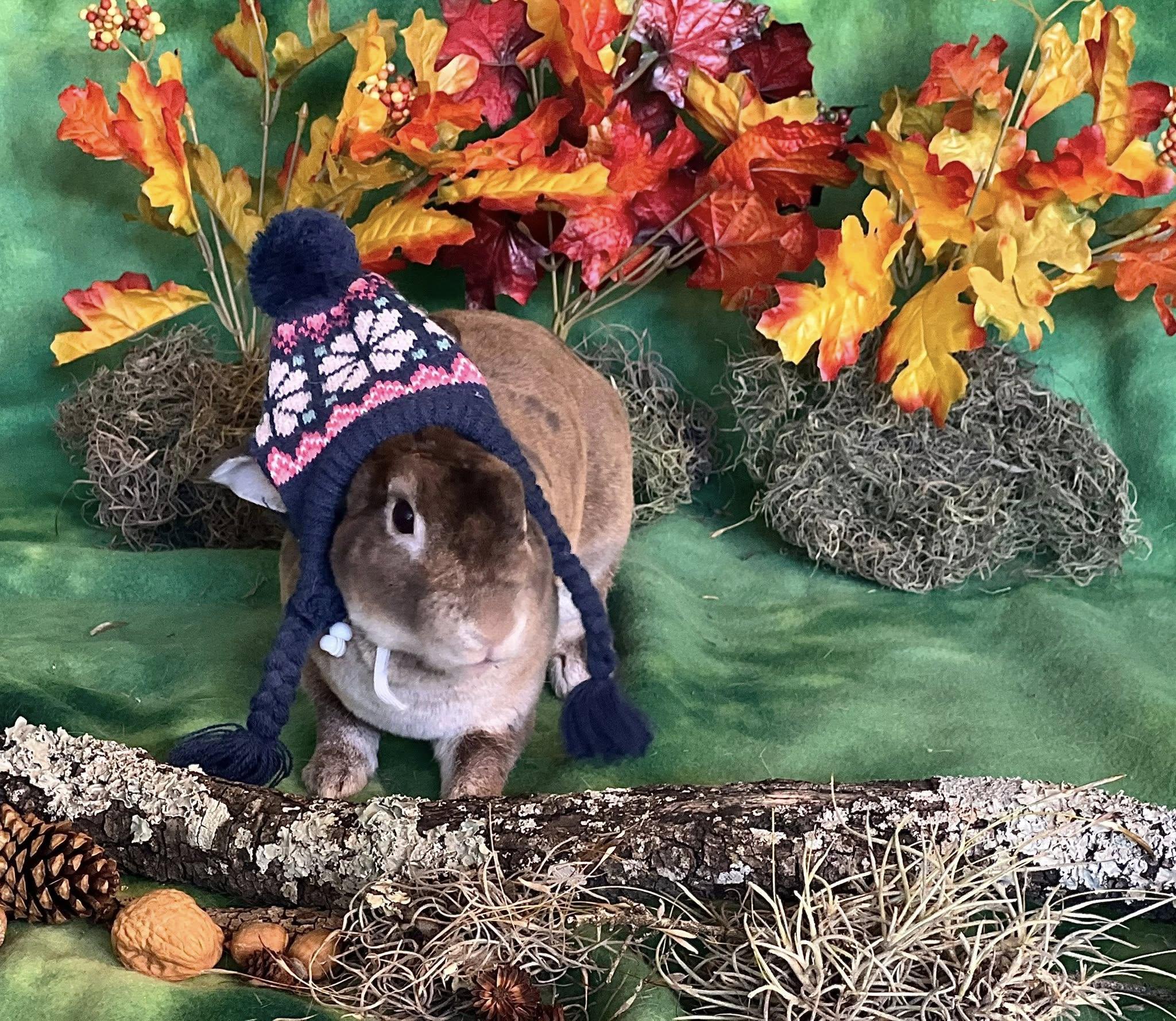 Enlarge Captain, a Adoptable Mini Rex in San Antonio, TX image 4/5