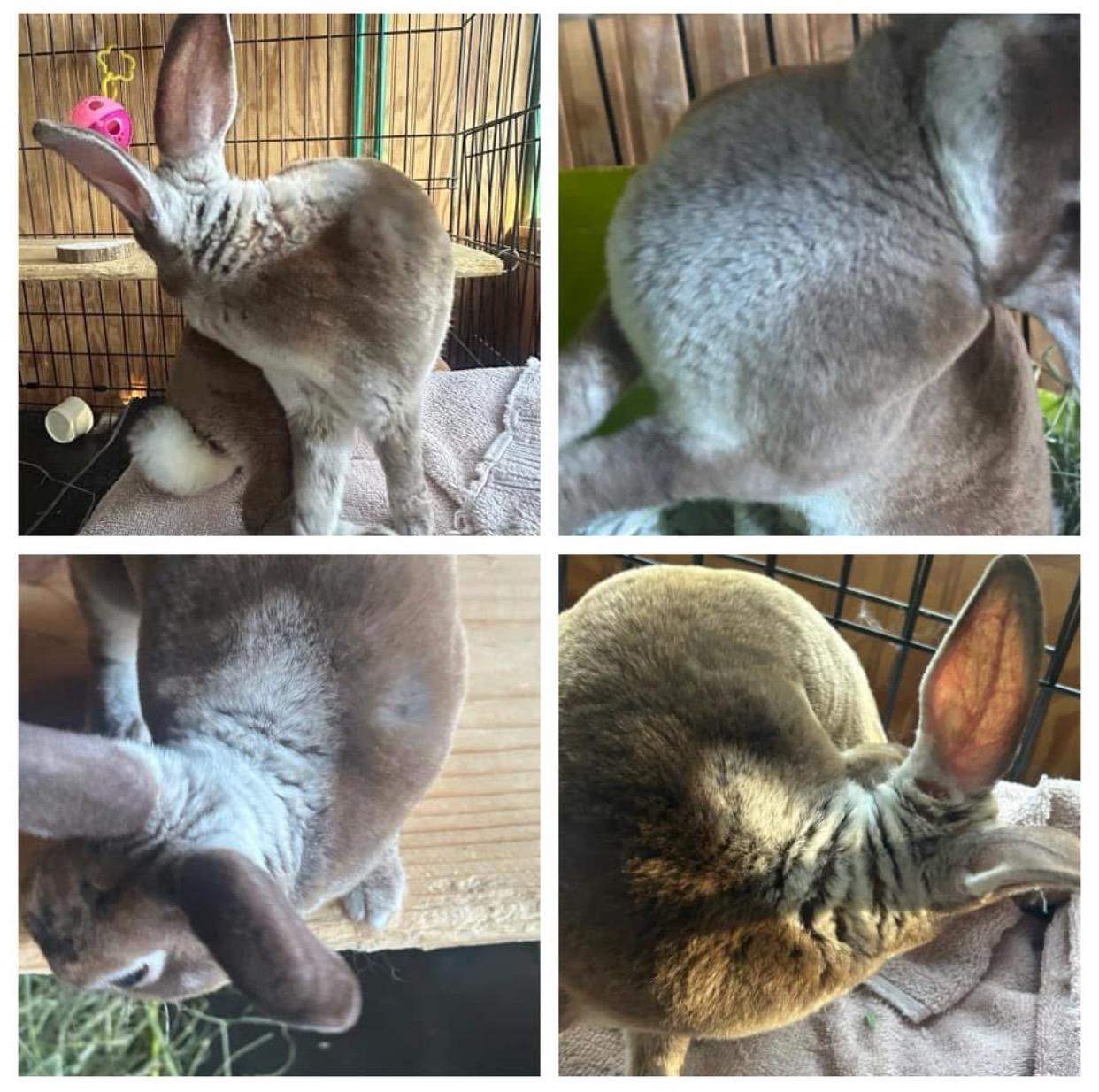 Enlarge Captain, a Adoptable Mini Rex in San Antonio, TX image 5/5