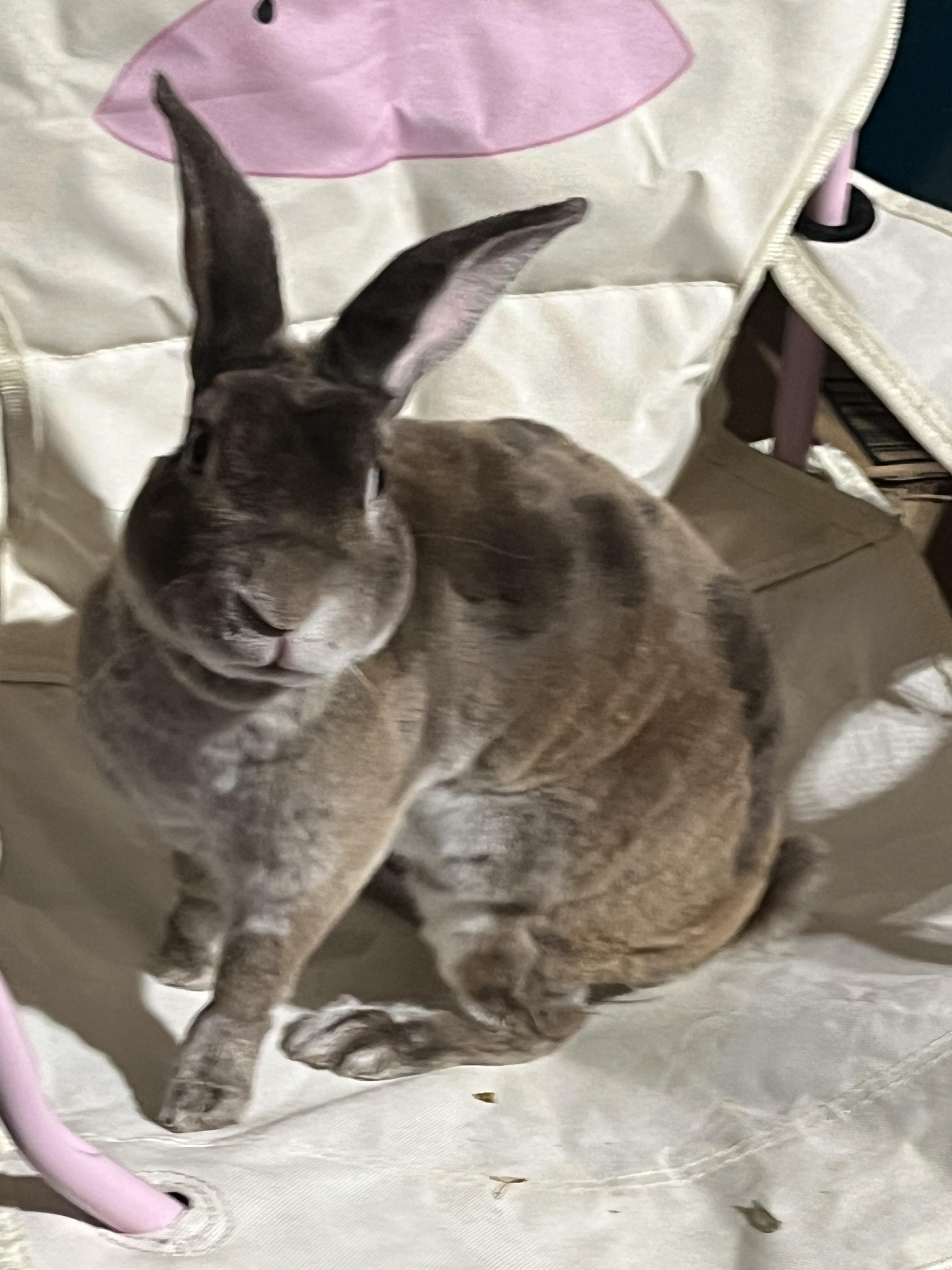 Enlarge Captain, a Adoptable Mini Rex in San Antonio, TX image 2/5