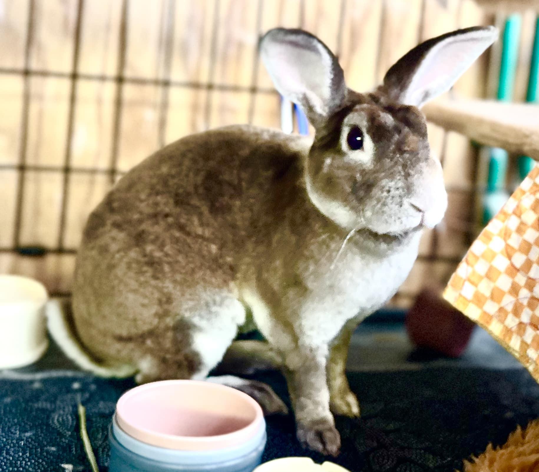 Enlarge Captain, a Adoptable Mini Rex in San Antonio, TX image 3/5
