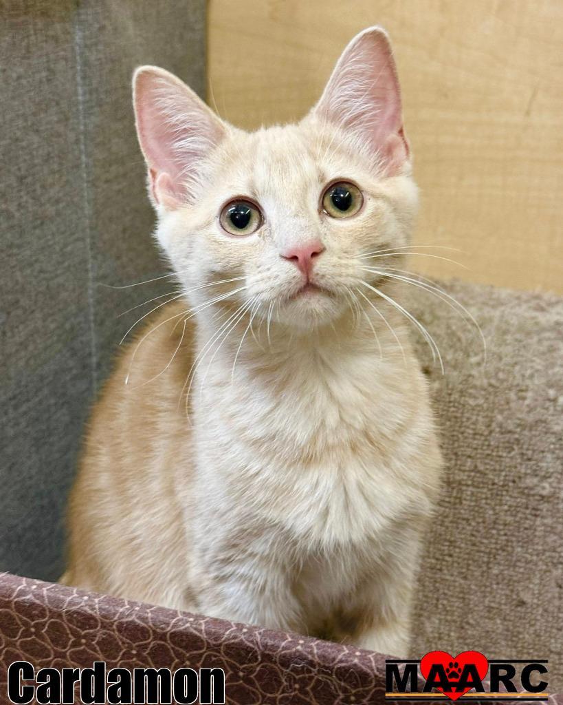 Cardamon, Adoptable, Kitten Male Domestic Short Hair.