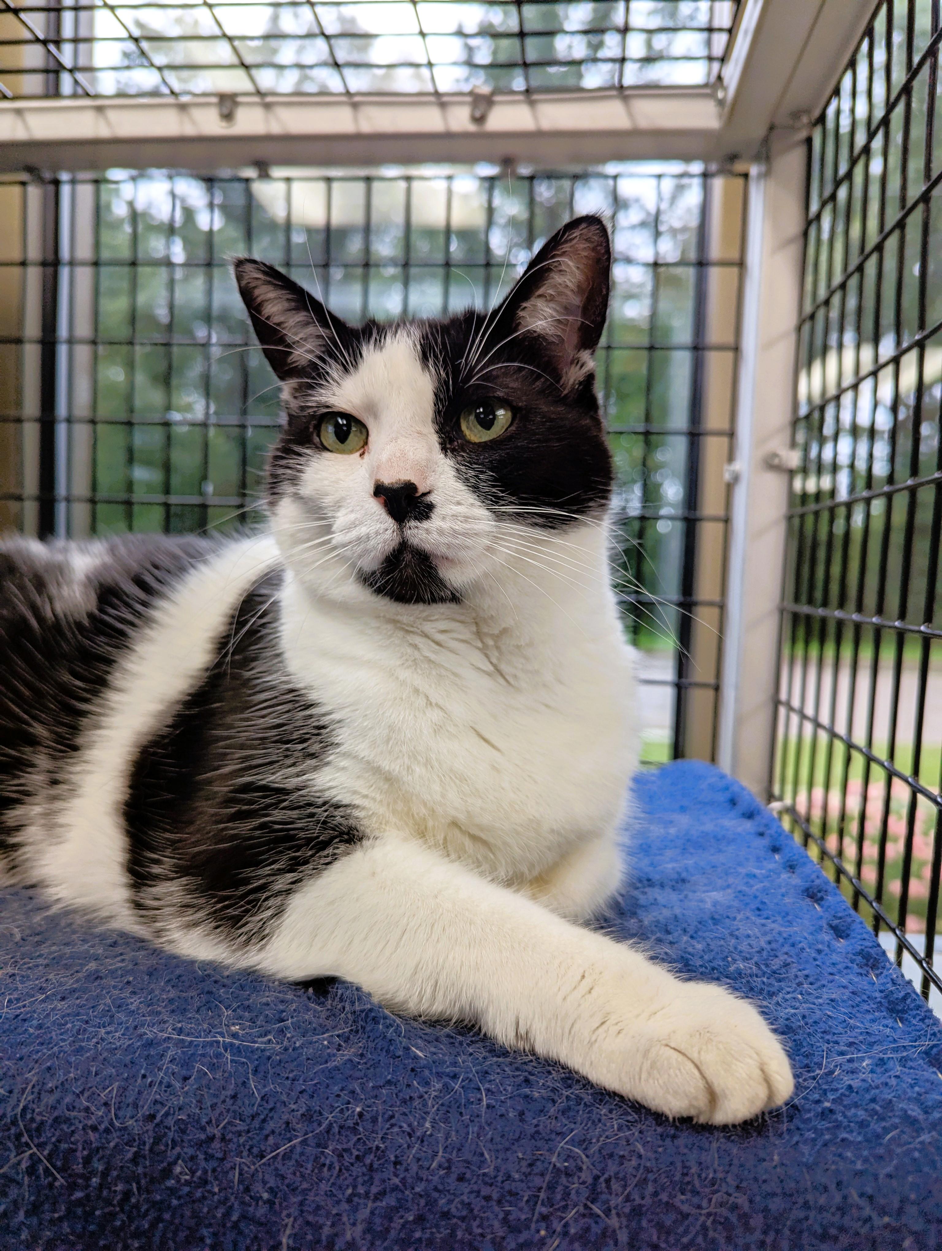 Maggy, an adoptable Domestic Short Hair in Oconto, WI, 54153 | Photo Image 1