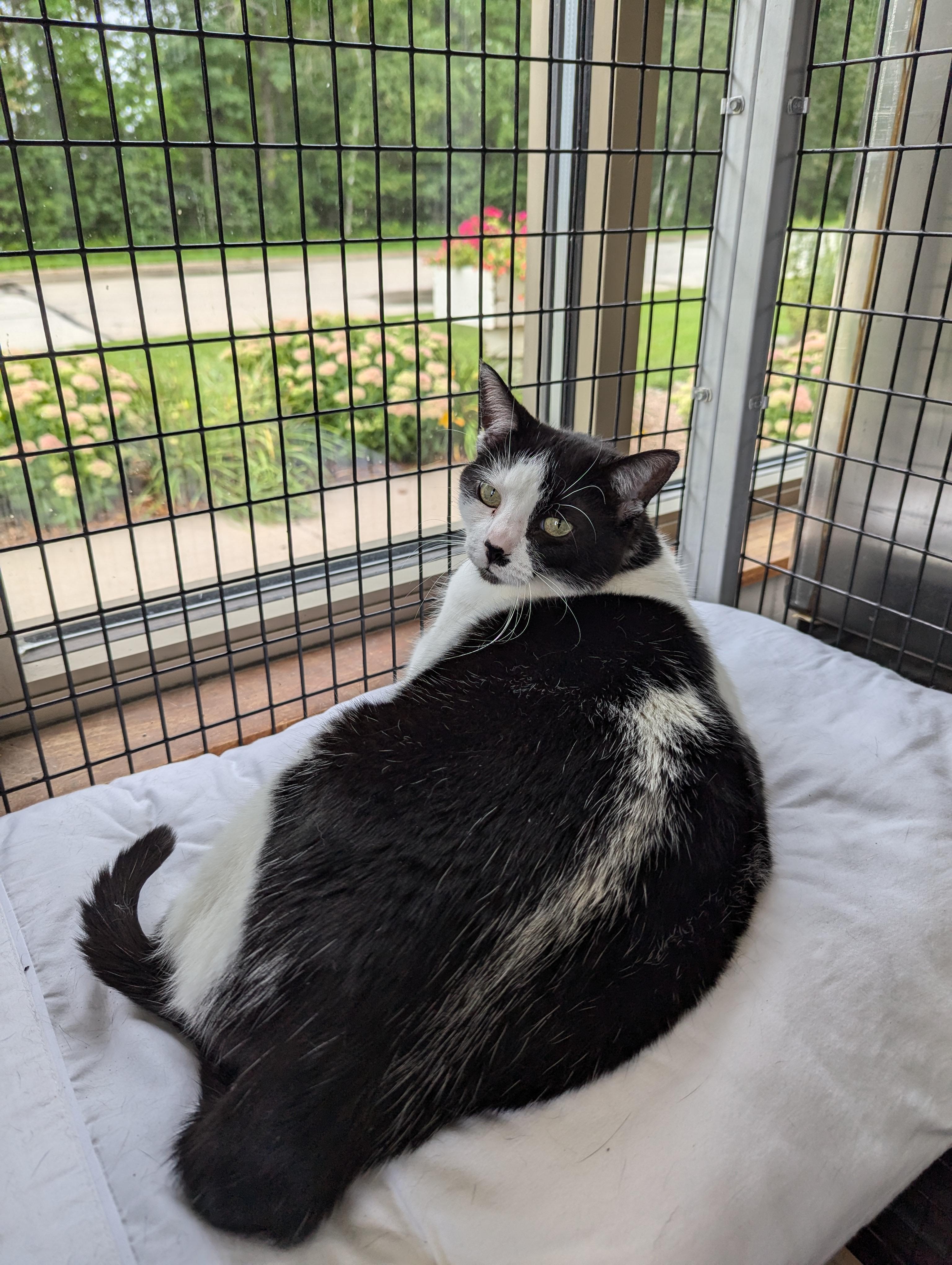 Maggy, an adoptable Domestic Short Hair in Oconto, WI, 54153 | Photo Image 2