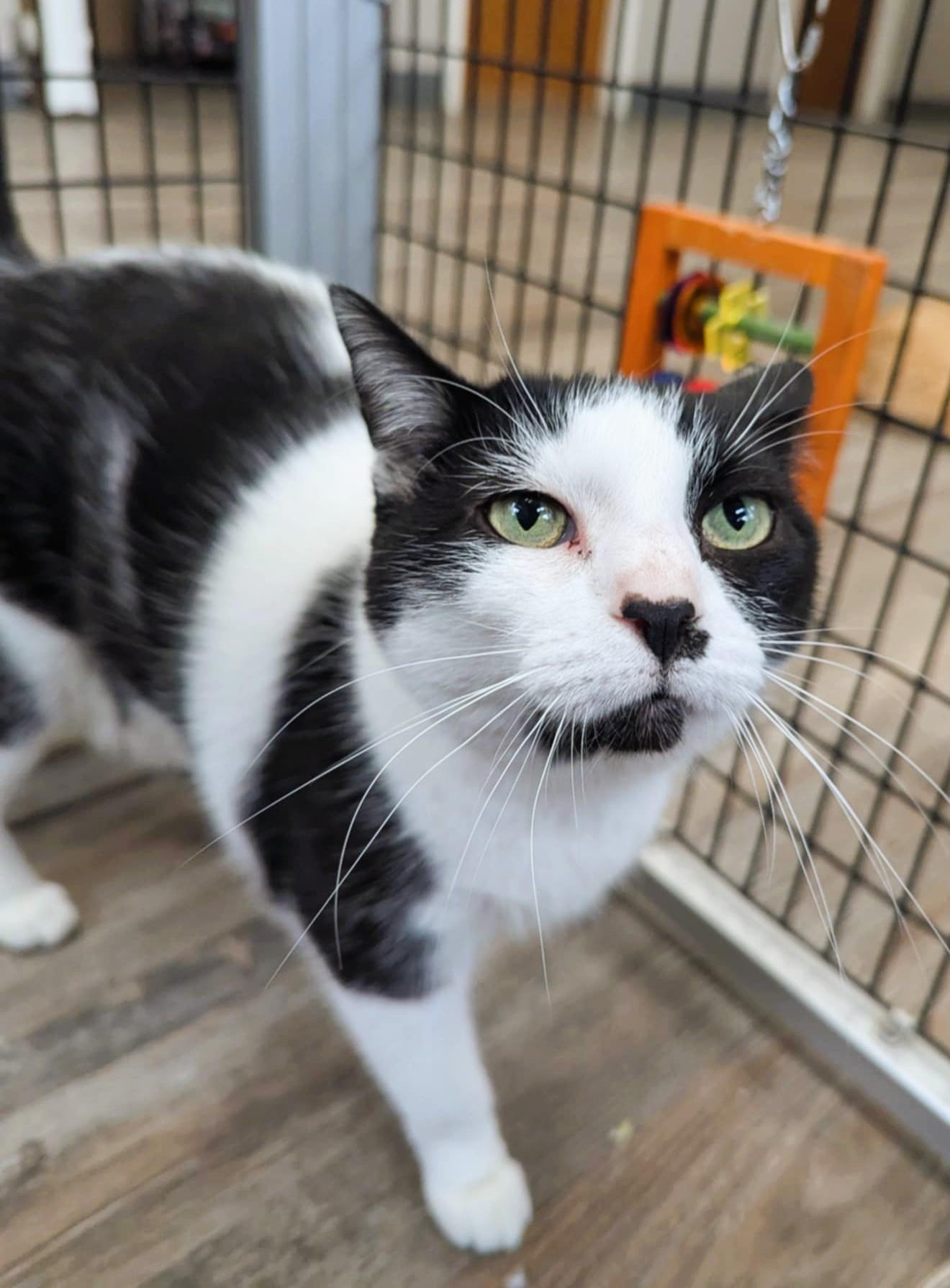 Maggy, an adoptable Domestic Short Hair in Oconto, WI, 54153 | Photo Image 4