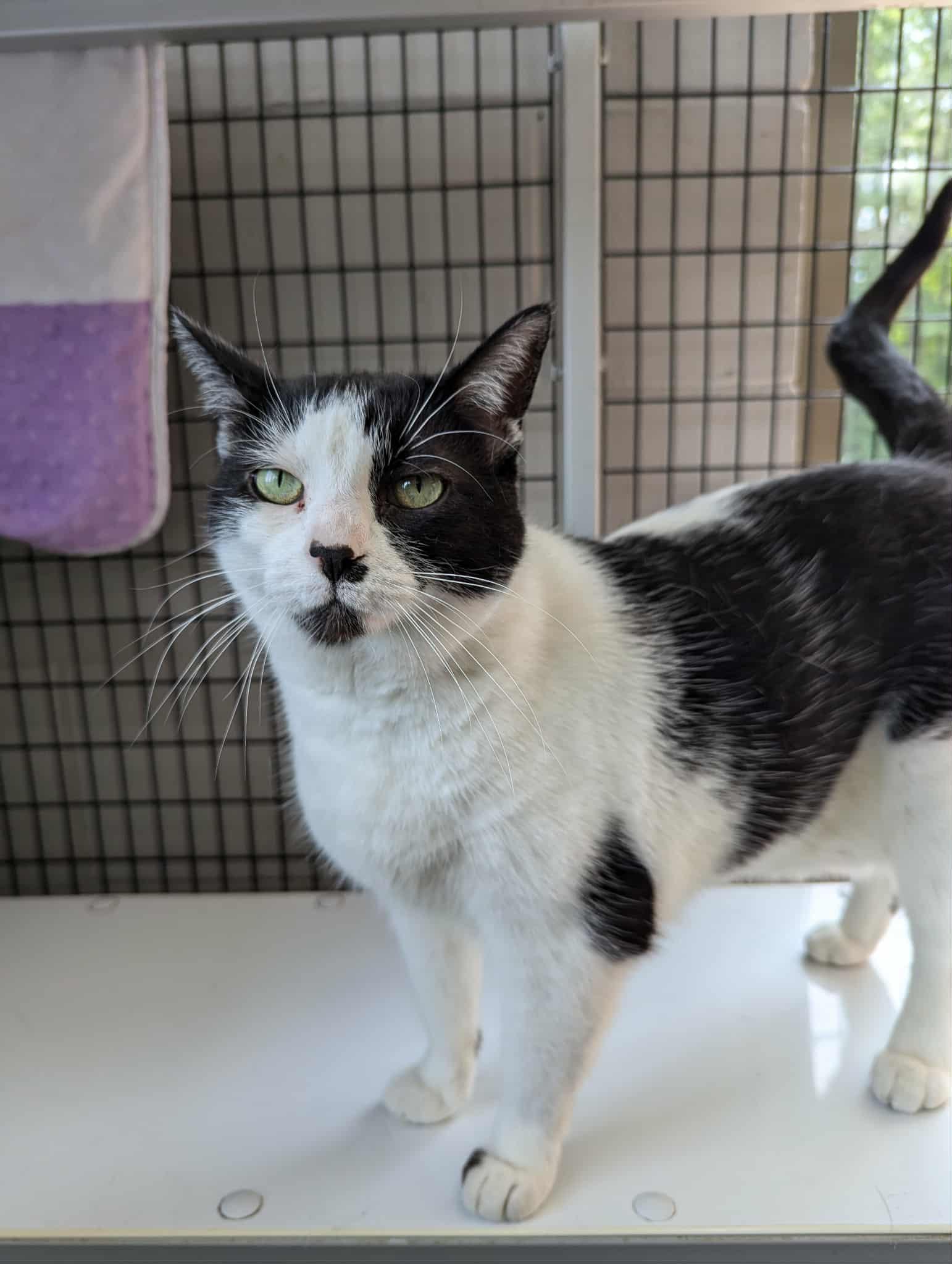 Maggy, an adoptable Domestic Short Hair in Oconto, WI, 54153 | Photo Image 3