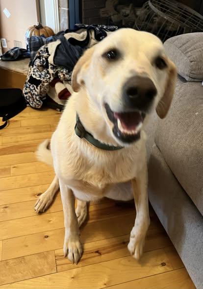 Bonnie, ADOPTABLE, Adult Female Yellow Labrador Retriever & Great Pyrenees.
