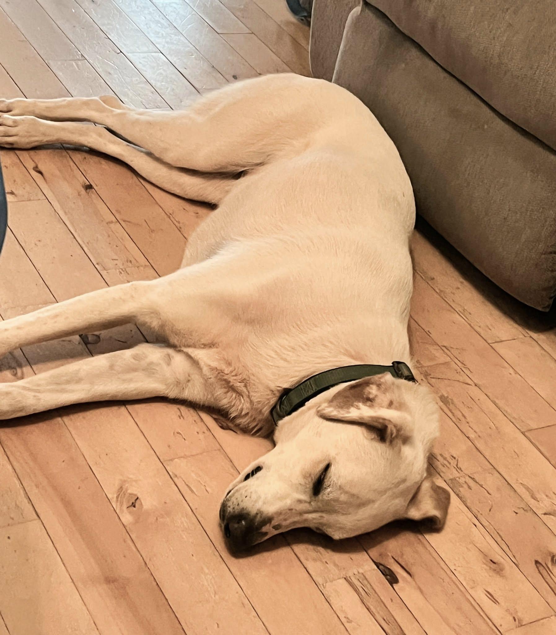 Bonnie, a ADOPTABLE mixed breed in Marietta, GA image 2/3