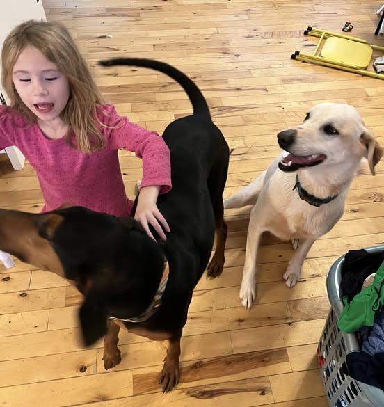 Bonnie, a ADOPTABLE mixed breed in Marietta, GA image 3/3