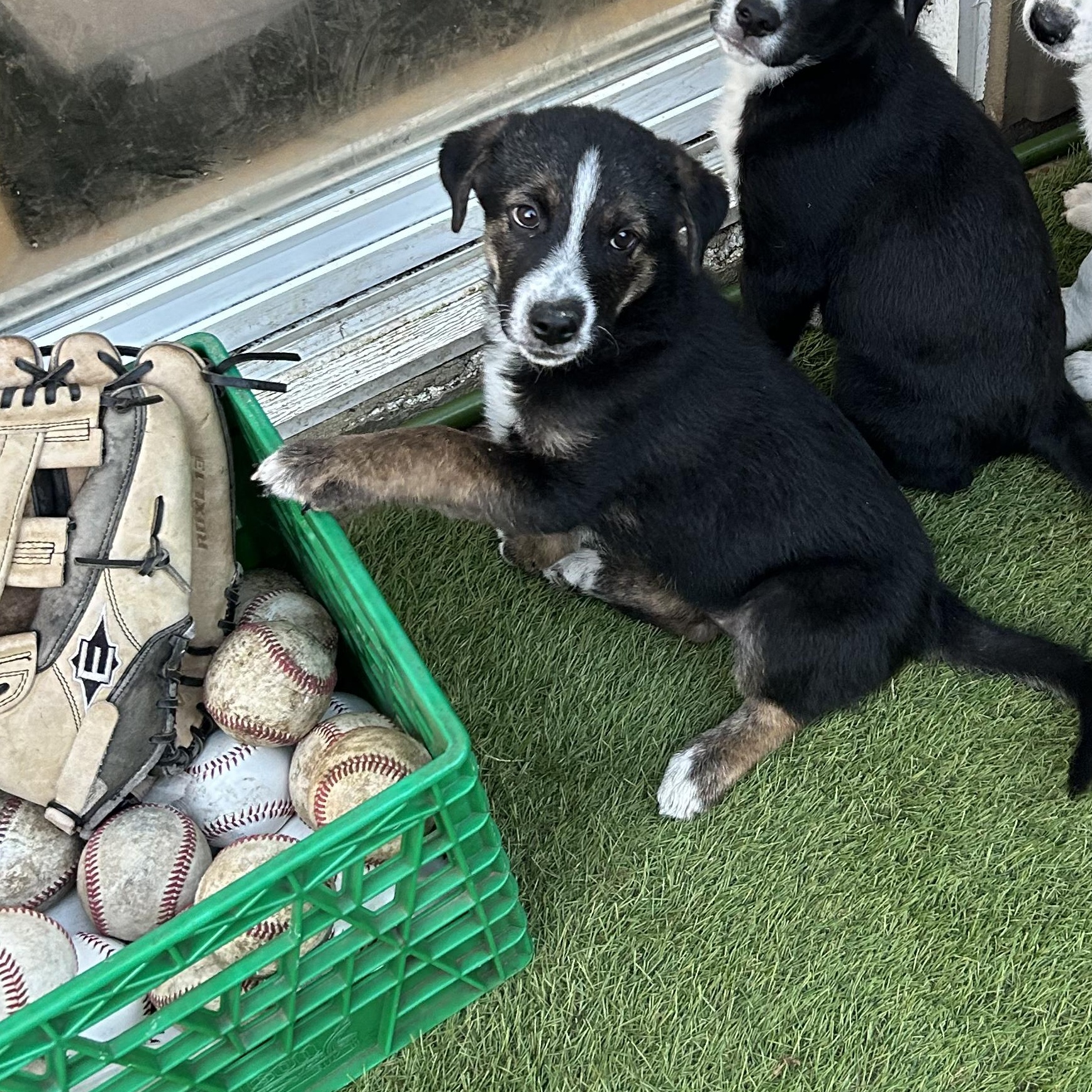 Thunder, an adoptable German Shepherd Dog in Barrie, ON, L4N 0S5 | Photo Image 3