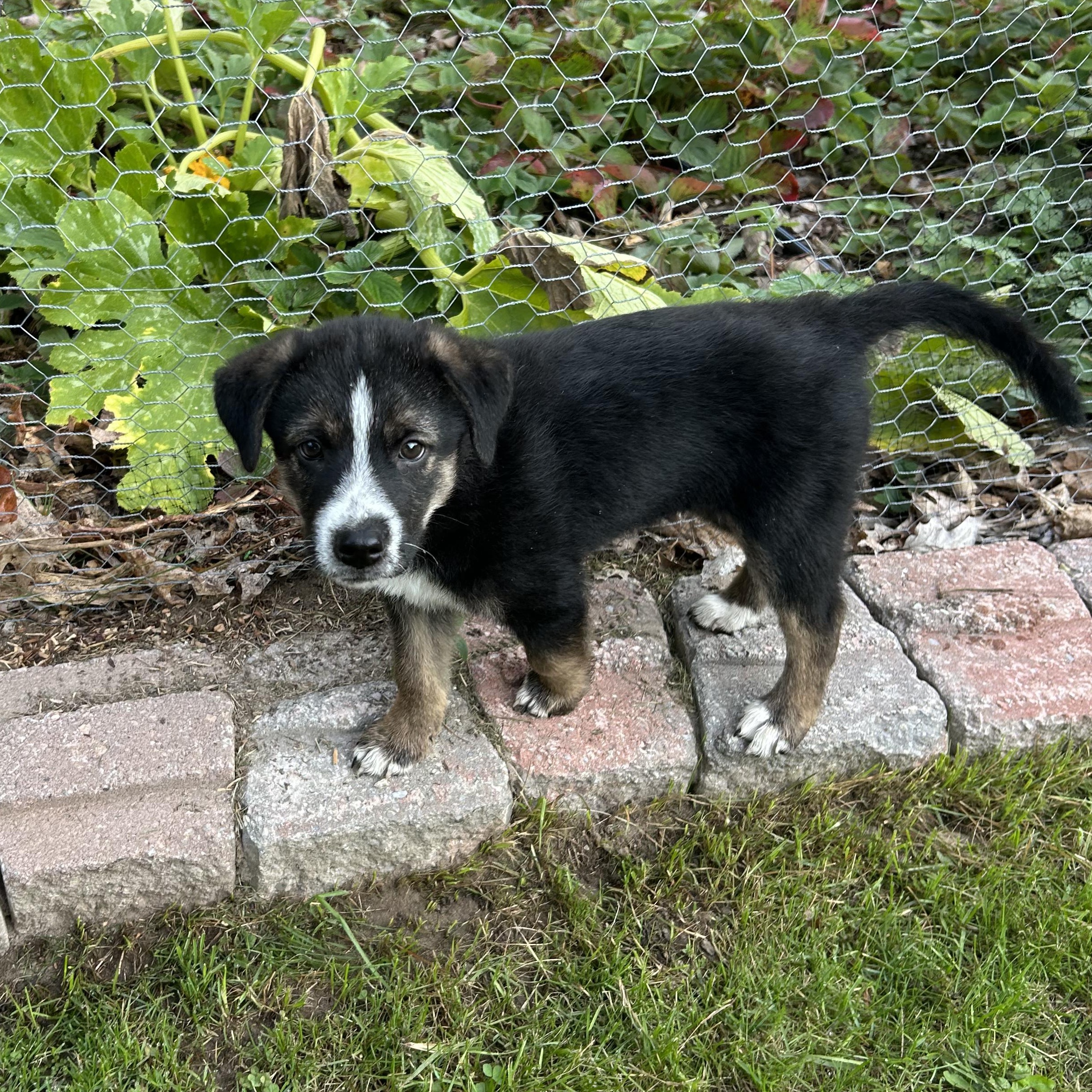 Thunder, an adoptable German Shepherd Dog in Barrie, ON, L4N 0S5 | Photo Image 1