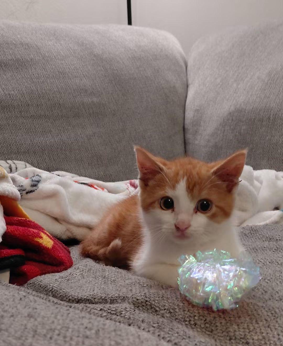 Enlarge Suki, a ADOPTABLE Domestic Short Hair in East Peoria, IL image 5/5