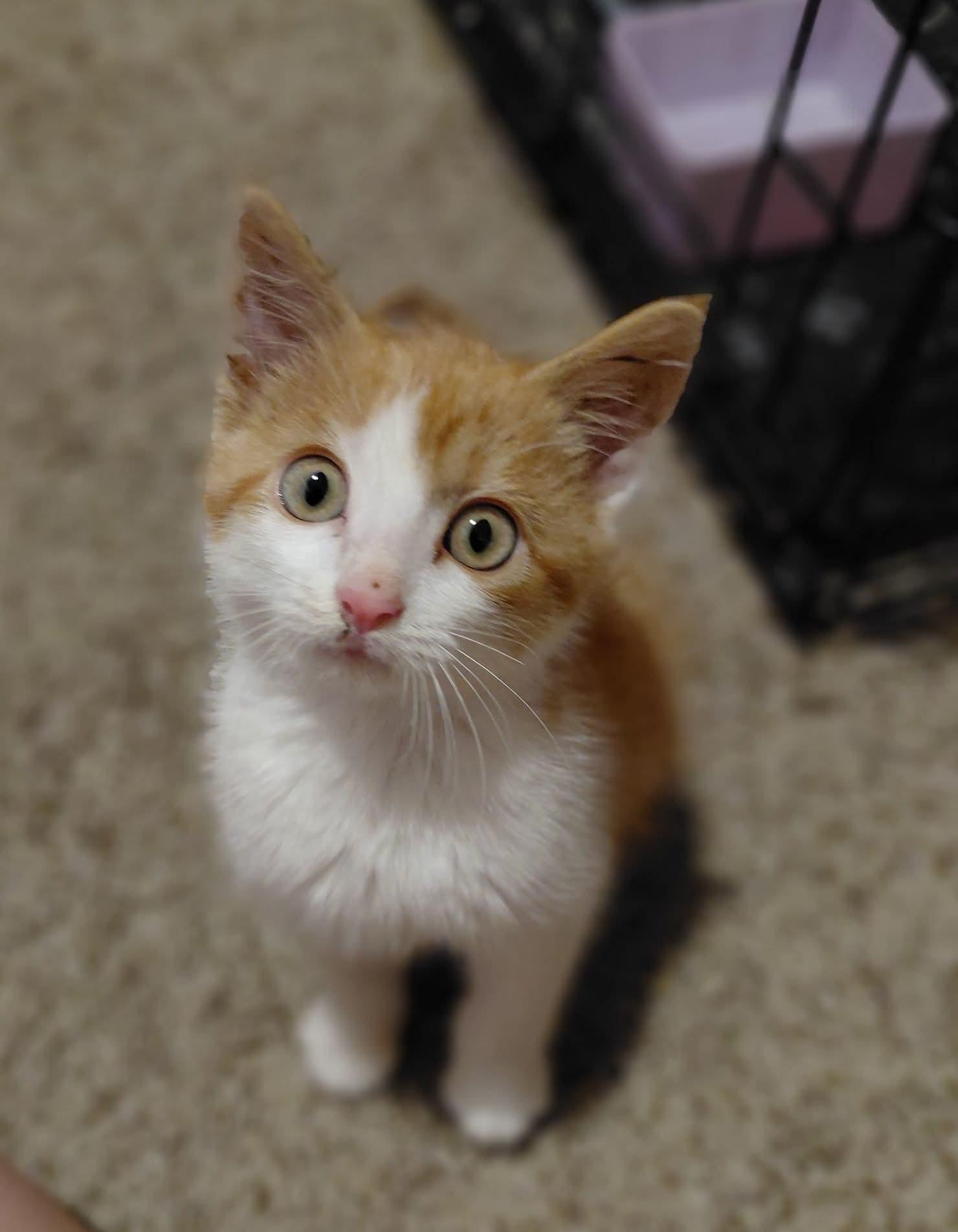 Enlarge Suki, a ADOPTABLE Domestic Short Hair in East Peoria, IL image 2/5