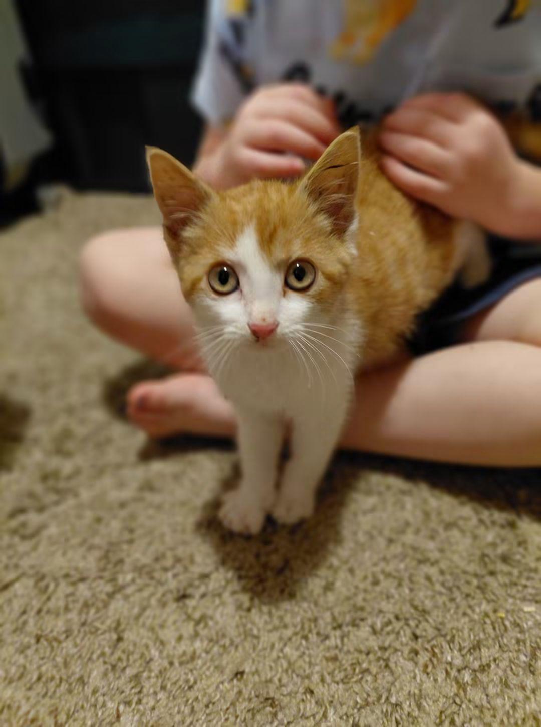 Enlarge Suki, a ADOPTABLE Domestic Short Hair in East Peoria, IL image 3/5