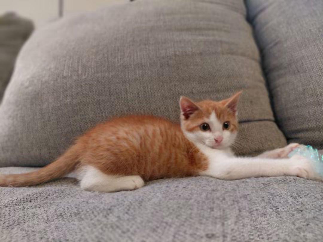 Suki, ADOPTABLE, Kitten Female Domestic Short Hair.