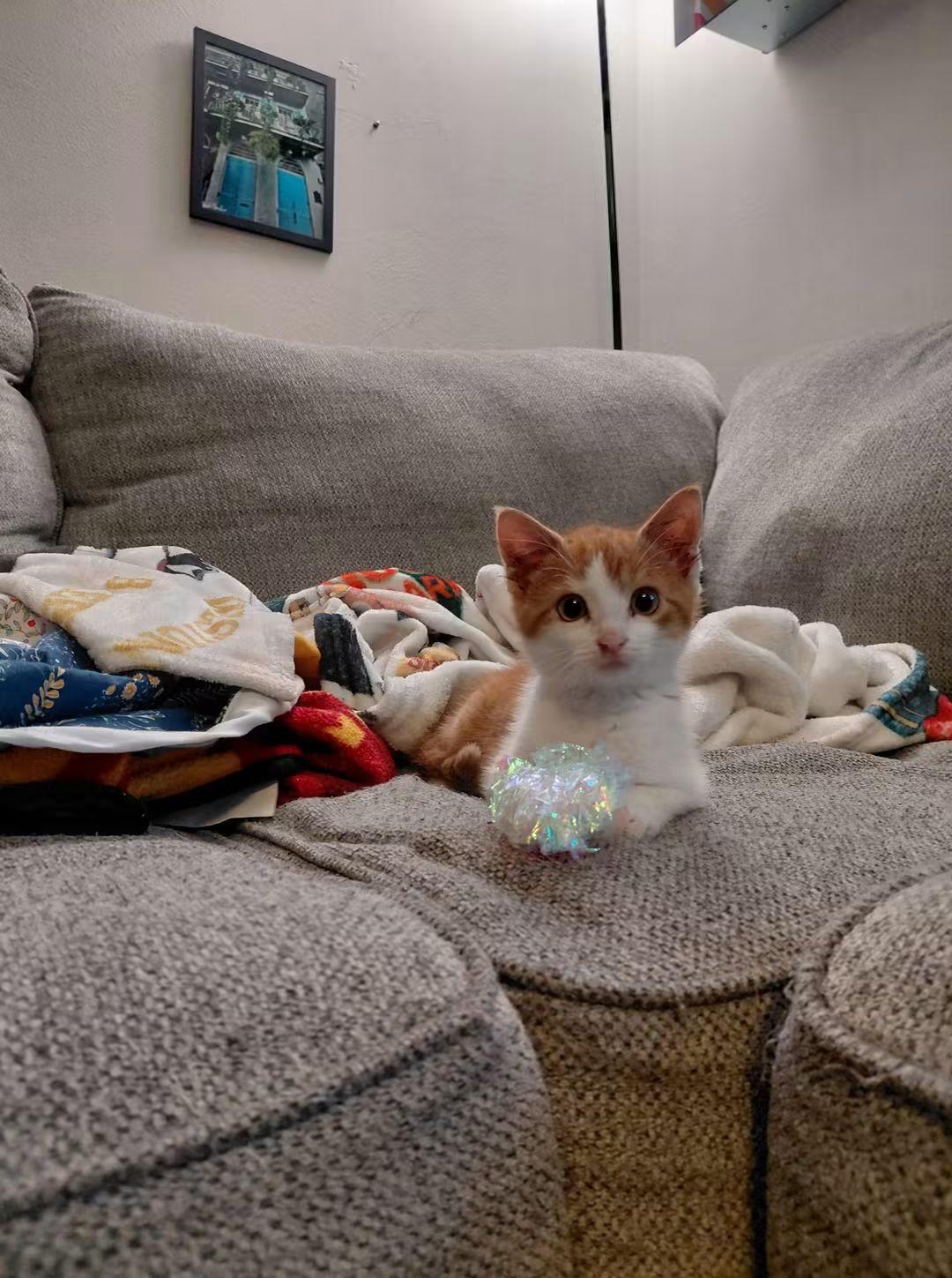 Enlarge Suki, a ADOPTABLE Domestic Short Hair in East Peoria, IL image 4/5