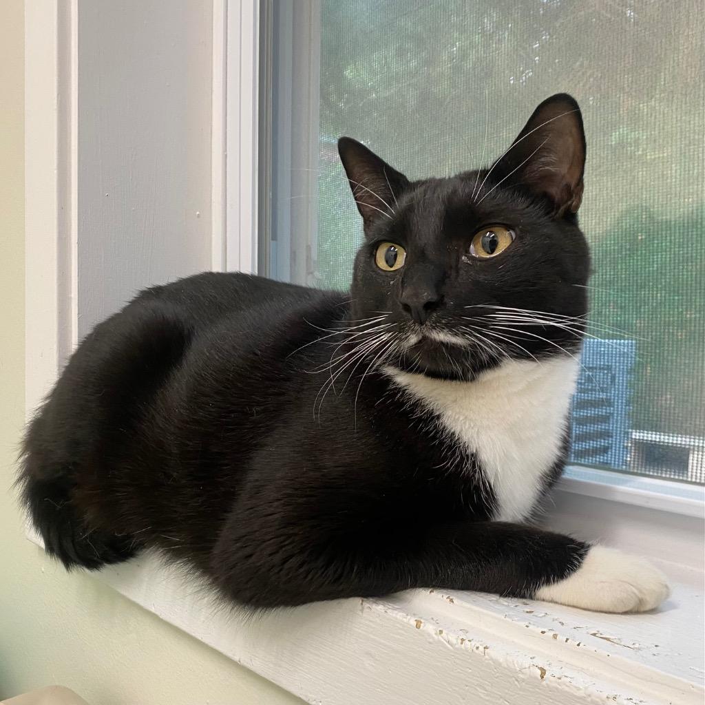 Ink, Adoptable, Adult Male Domestic Short Hair.