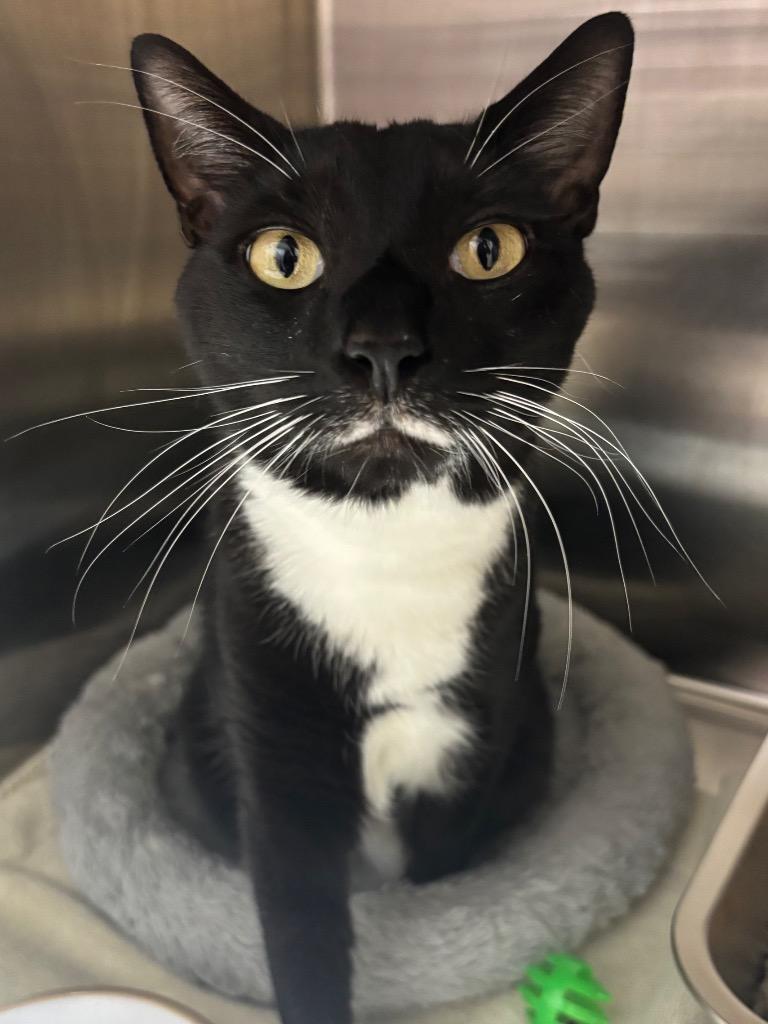 Enlarge Ink, a Adoptable mixed breed in Fall River, MA image 2/6