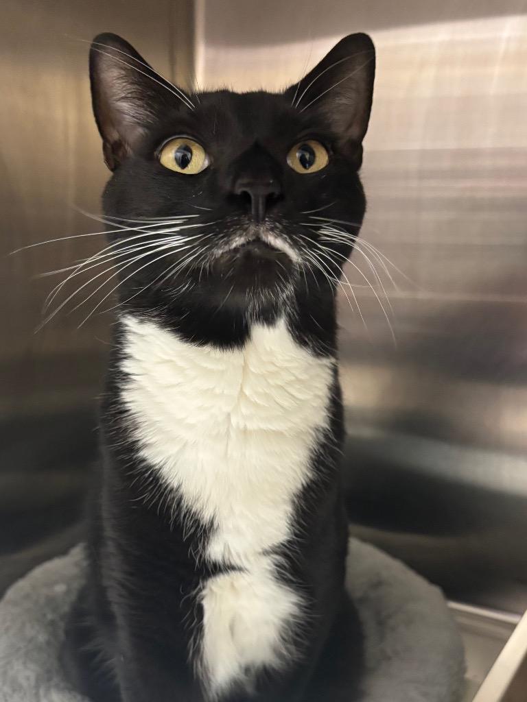 Enlarge Ink, a Adoptable mixed breed in Fall River, MA image 5/6